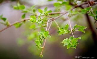 夏风图片,捕捉夏日风情瞬间